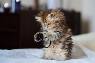 Cute Kitty Playing Wallpapers Pictures Photos Images. Cute Kittens ...