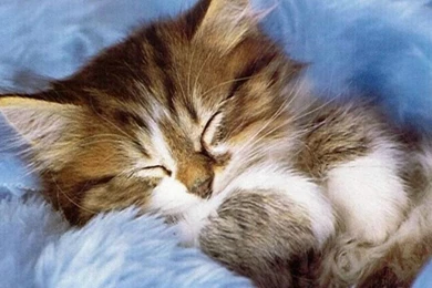 Cute Cat Pictures 13 Desktop Backgrounds   Hivewallpaper.com