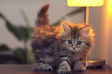 Cats: Cute Kitty Animals Cats Background Images For HD 16:9 High ...