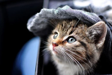 Cats: Cute Kitty Animals Cat HD Desktop For HD 16:9 High ...