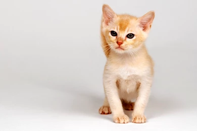 Animals Beautiful Sweet Great Funny Cute Cat Backgrounds   Free ...