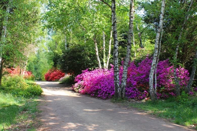 Park >> HD Wallpaper, Get It Now!