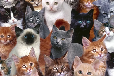 Family Cats Wallpapers For Desktop