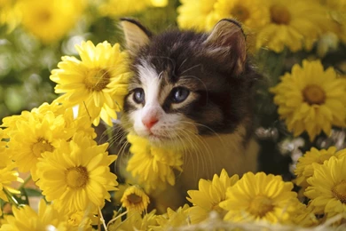 YouWall   Cat And Flowers Wallpapers   Wallpaper,wallpapers,free ...