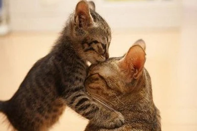 Beautiful Cat And Kitten   Cats Wallpapers (16095956)   Fanpop