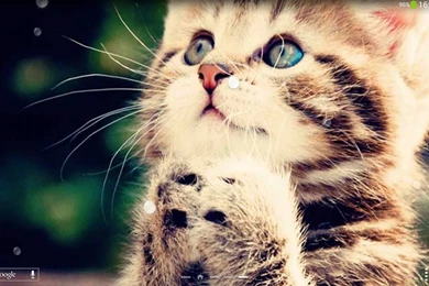 Cute Cats Live Wallpapers   Android Apps On Google Play