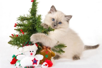 Funny Cats And Small Christmas Tree Wallpapers