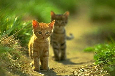 Wallpapers Cats And Sun Cat Free 1024x768