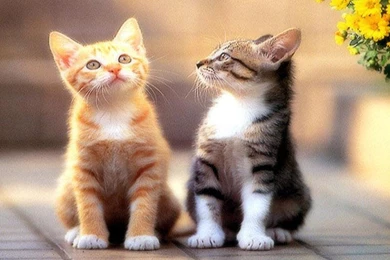 Beautiful Cats HD Wallpapers   Android Apps On Google Play