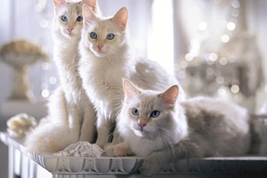 Wallpapers Sale Nice Cats For 1024x768