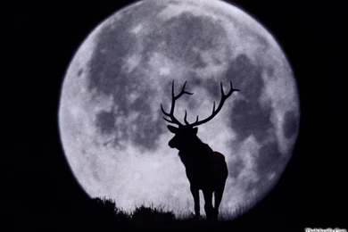 FREE DOWNLOAD BEST LATEST HD AND HQ BACKGROUND WALLPAPERS ...