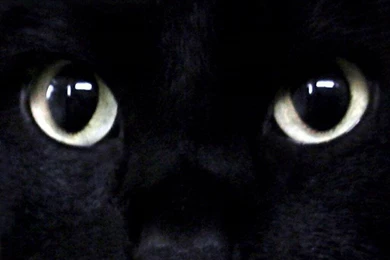 High Definition Wallpapers: Cat Wallpapers