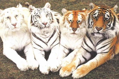 My Top Collection: Big Cat Wallpapers