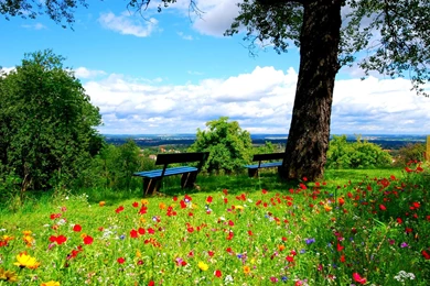 Download Wallpapers 1920x1080 Trees, Benches, Flowers, Nature Full ...