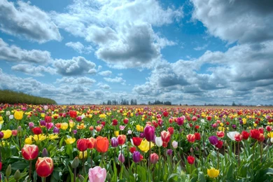 Download Wallpapers 3840x2160 Tulips, Field, Flowers, Nature, Sky ...
