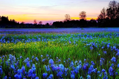 View, Flowers, Nature Background Images, Amazing View, Nature ...