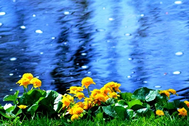 Download Wallpapers 3840x2160 Flowers, Beach, Nature, Water 4K ...