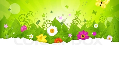 Nature Backgrounds With Flowers, Isolated On White Backgrounds ...