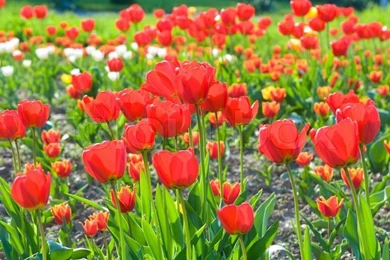 Spring Beautiful Red Tulip Flowers Nature Backgrounds