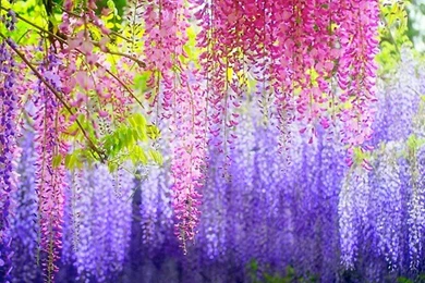 Colorful Flower Backgrounds Wallpapers Hd