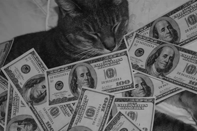 Pimp Cat By Dayyou On DeviantArt