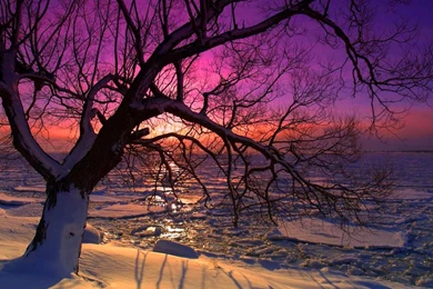 Winter Tree Desktop Wallpaper,Plant Trees Hd Wallpapers For Desktop ...