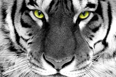 Wallpaper, Tiger, Tigers, Image (