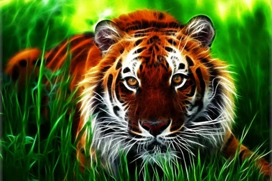 Tiger Baby Tiger Wallpapers Hd Wallpapers