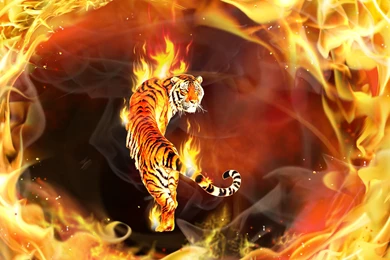26 Tiger HD Wallpapers