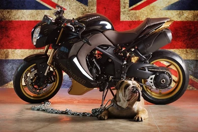 Triumph Motorcycle Enthusiasts