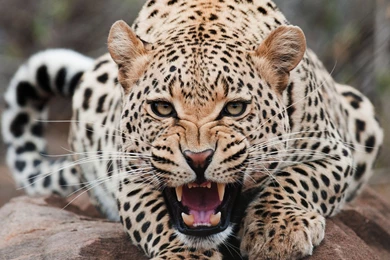 Wild Animals Pictures