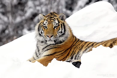 Amazing Tiger Wild Animal Wallpapers Hd