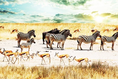 Wild Life HD Wallpapers