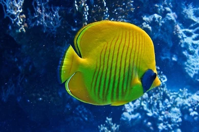 Wildlife Fish 1920x1200 Wallpapers – Animals Fish HD Desktop Wallpapers