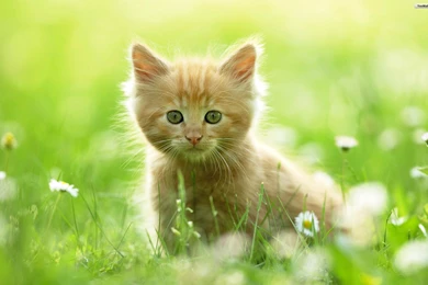 Cat Wallpapers   Animal Wallpapers
