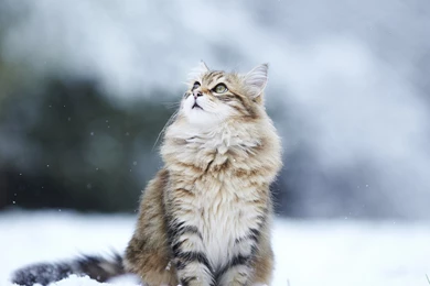 4K Ultra HD Cat Wallpapers HD, Desktop Backgrounds 3840x2160