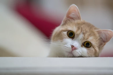 60+ Beautiful Cat Wallpapers HD   Over The Top Mag