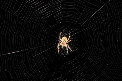 Re: *Cool Flash Tip* Instant Black Backgrounds!: Olympus Compact ...