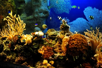 1920x1080 Wallpapers Aquarium. Full HD 1920x1080   Free Wallpapers ...