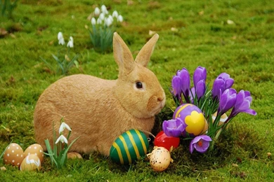 Easter Bunny Backgrounds Wallpapers