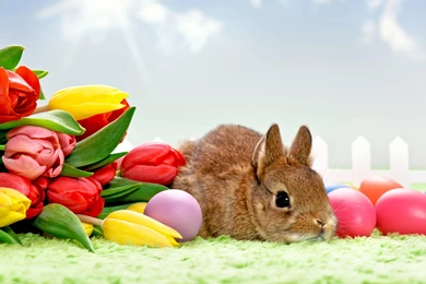 Free Wallpapers Free Easter Bunny Wallpapers