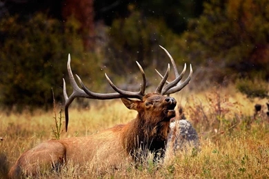 Elk Photos