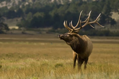 32 Elk HD Wallpapers