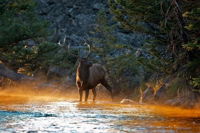 32 Elk HD Wallpapers
