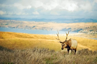 Jane Beast Neither Fish Nor Fowl Elk Wallpapers 8 － Animal ...