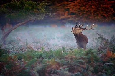 Jane Beast Neither Fish Nor Fowl Elk Wallpapers 7 － Animal ...