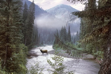 Download Wallpapers, Download 2560x1440 Idaho Elk 1920x1080 ...