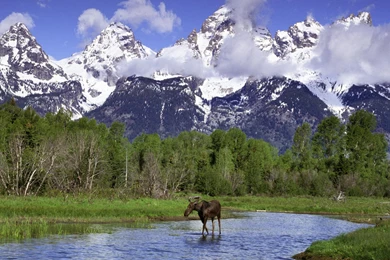 Wallpapers River, USA, Mountains, Wyoming, Elk, Moose, Moose In The ...