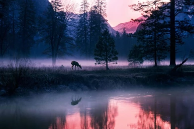 Full HD 1080p Elk Wallpapers HD, Desktop Backgrounds 1920x1080