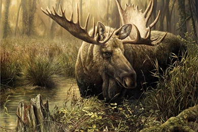 317476_los_osen_les_trava_derevya_ruchej_2400x1846_www.Gde Fon.com.jpg